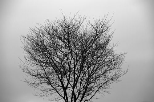 tree silhouette tree silhouette