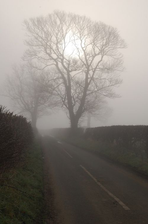 tree sun mist