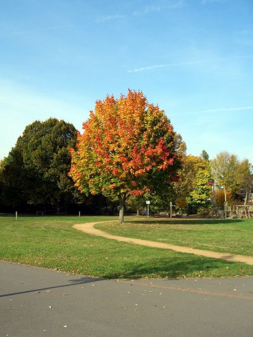 tree landscape red