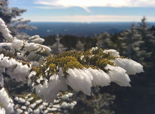 tree snow cold