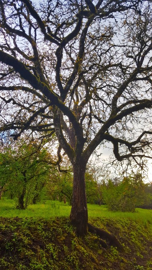 tree sky grass