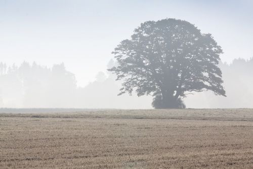 tree arable field