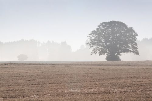 tree arable field