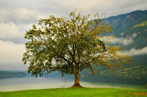 tree lake nature