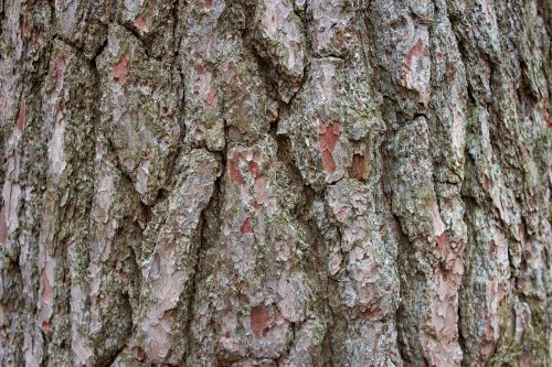 tree bark rough