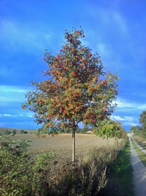 tree autumn berries