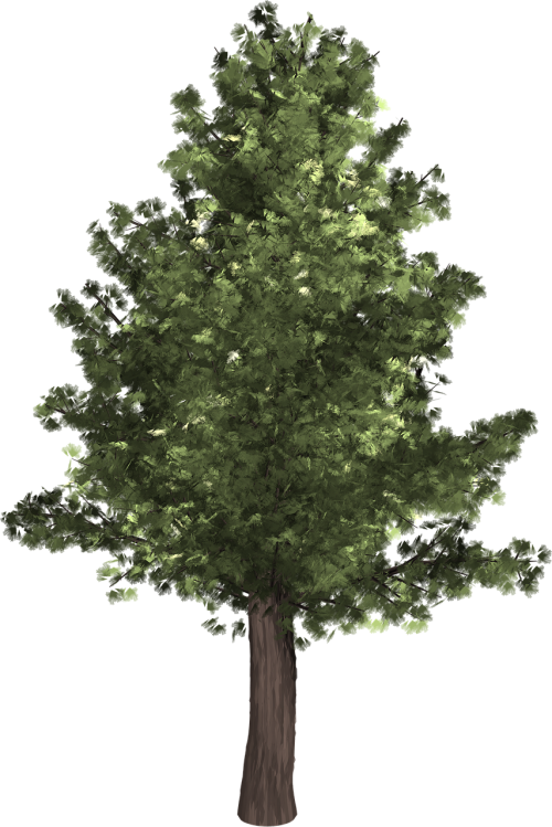 tree evergreen isolated