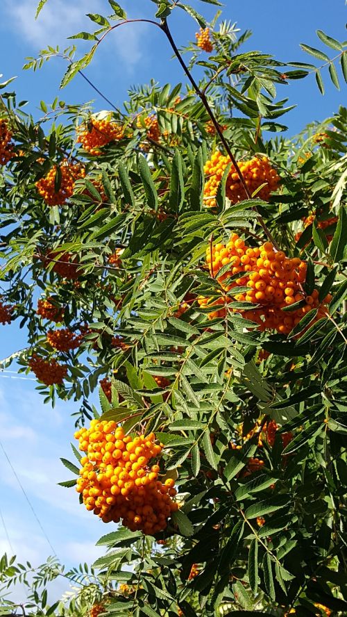 tree rowan himmel