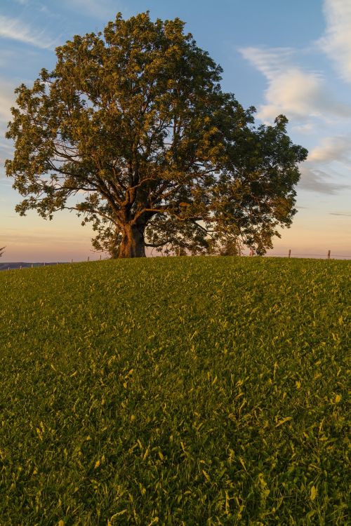 tree sunset abendstimmung