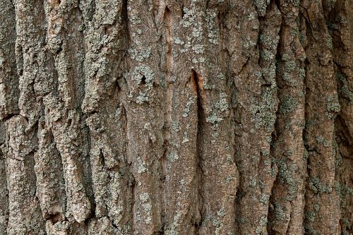 tree tree bark poplar