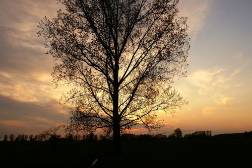 tree evening sky