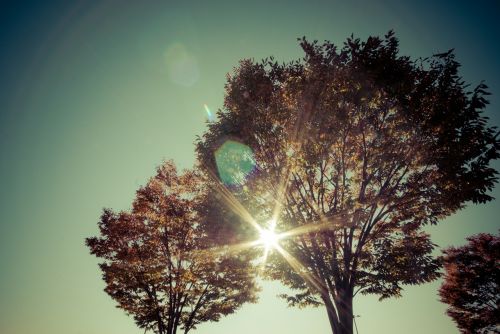 tree sun sunlight