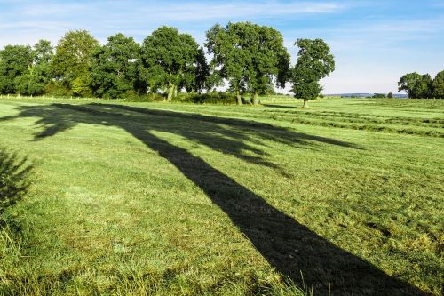 tree shadow large