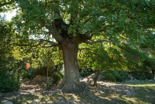 tree scrubland old oak