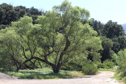 tree mountain green out