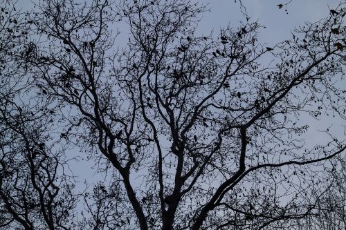 tree birds bird