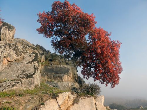 tree rocks mountain