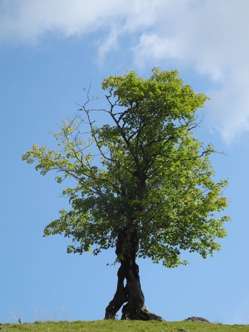 tree green old tree