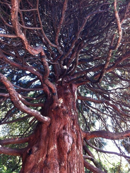 tree branch bark