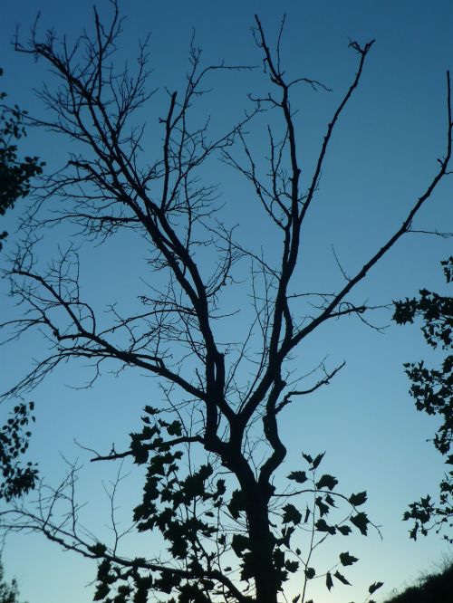 tree shadow backlight