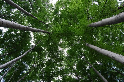 tree green nature