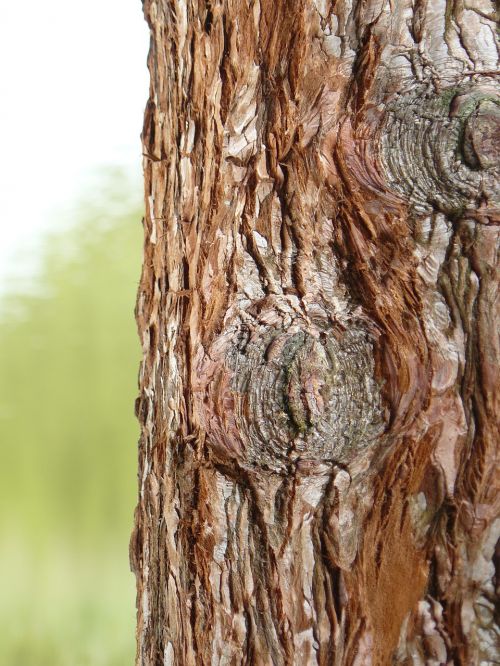 tree bark brown