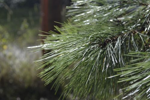 tree green texture