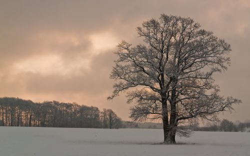 tree nature snow