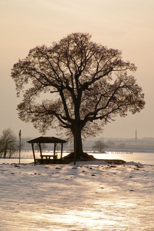 tree sunset winter impressions