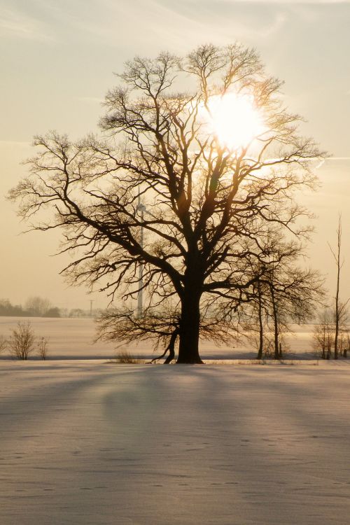 tree sunset winter impressions