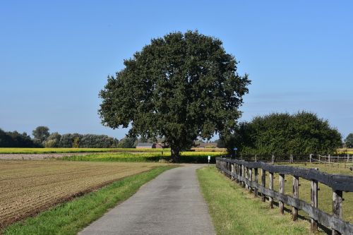 tree field road