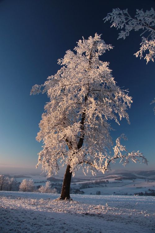 tree sunset winter