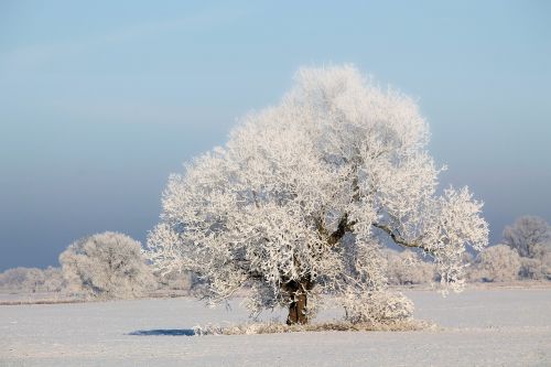 tree winter impressions wintry