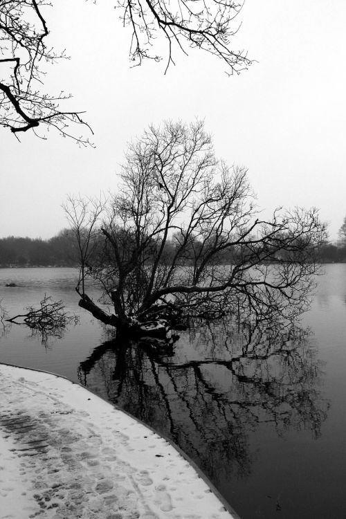 tree snow bridge