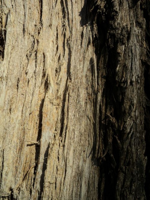 tree tree trunk bark