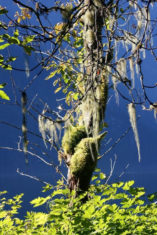 tree mist lichen