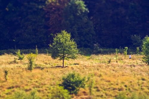 tree forest nature