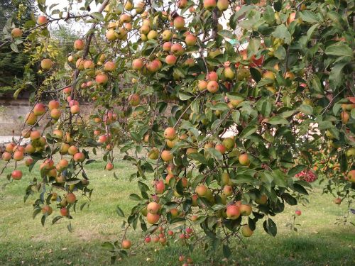 tree apple fruit