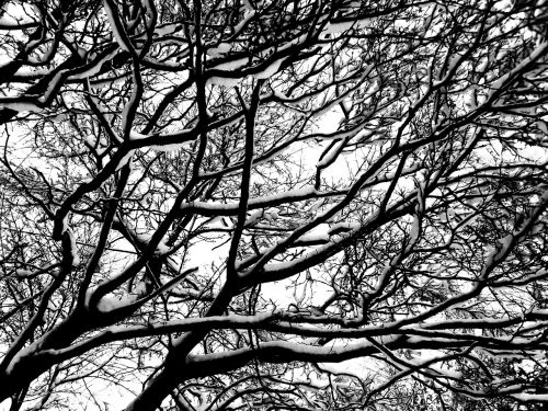 tree winter aesthetic