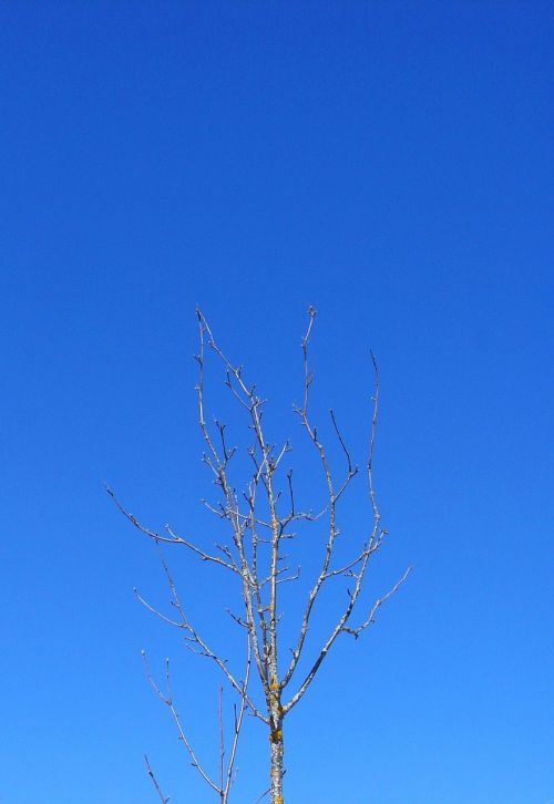 tree branch winter sky