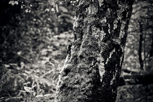 tree birch nature