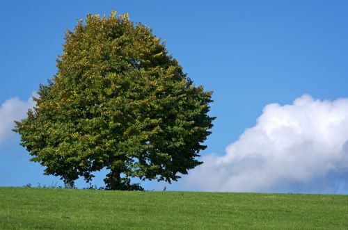 tree individually meadow