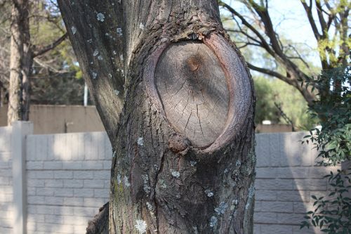 tree branch nature