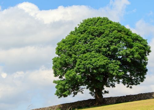 tree green leaves