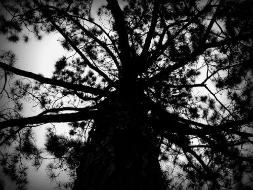 tree black and white nature