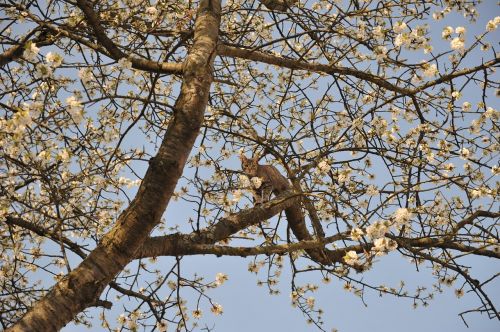 tree spring bud