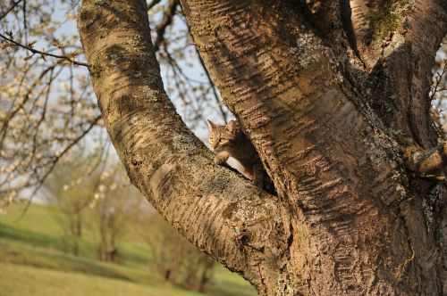 tree cat climb