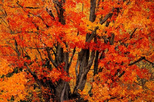 tree leaves fall