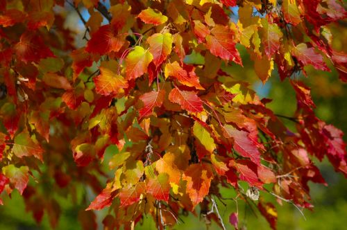 tree leaves fall