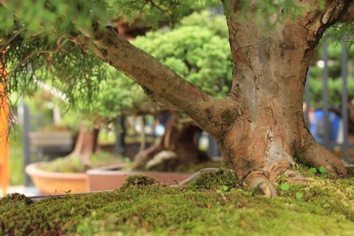 tree bonsai garden
